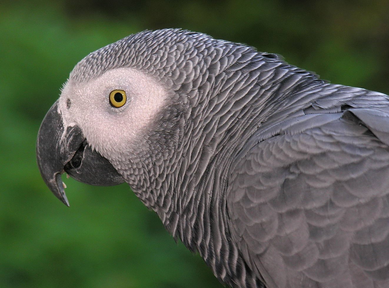 African Grey baby – african-grey photo